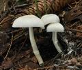 Leucoagaricus_sericifer_cr3984