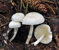 Leucoagaricus_sericifer_cr3989