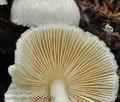 Leucoagaricus_sericifer_cr3994