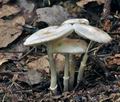 Leucoagaricus_sericifer_cr5845