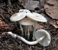 Leucoagaricus_sericifer_cr5852s