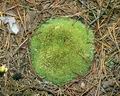 Leucobryum_glaucum_8446