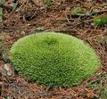 Leucobryum_glaucum_aa9643