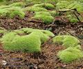 Leucobryum_glaucum_aa9648