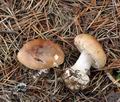 Leucocortinarius_bulbiger_bm9169