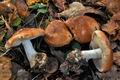 Leucocortinarius_bulbiger_jd4919