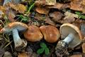 Leucocortinarius_bulbiger_jd4926