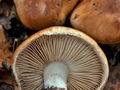 Leucocortinarius_bulbiger_jd4928