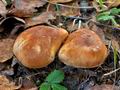 Leucocortinarius_bulbiger_jd4933