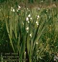 Leucojum_aestivum_4825