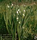 Leucojum_aestivum_4825