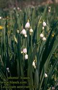 Leucojum_aestivum_707