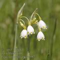 Leucojum_aestivum_ae2087