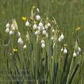 Leucojum_aestivum_ae2090