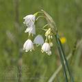 Leucojum_aestivum_ae2098