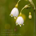 Leucojum_aestivum_ae2104