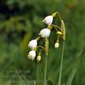 Leucojum_aestivum_bc2672