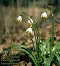 Leucojum_vernum_4826