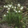 Leucojum_vernum_aa4257