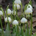 Leucojum_vernum_aa4261