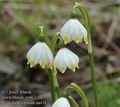 Leucojum_vernum_aa4263