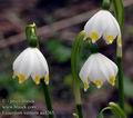 Leucojum_vernum_aa4265