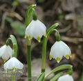 Leucojum_vernum_aa4272