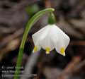 Leucojum_vernum_aa4299