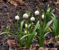 Leucojum_vernum_bt3601