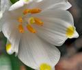 Leucojum_vernum_ca9089s