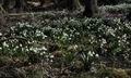 Leucojum_vernum_ca9175