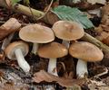 Leucopaxillus_amarus_be4054