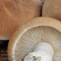 Leucopaxillus_amarus_be4055