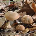 Leucopaxillus_amarus_be4060