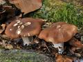 Leucopaxillus_gentianeus_jd3179