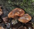 Leucopaxillus_gentianeus_jd3185