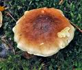 Leucopaxillus_gentianeus_jf9456