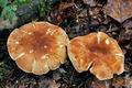 Leucopaxillus_gentianeus_jf9469