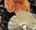 Leucopaxillus_gentianeus_jf9474