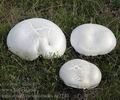 Leucopaxillus_lepistoides_ae2240