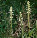 Leucorchis_albida_4830