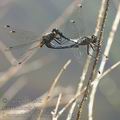 Leucorrhinia_albifrons_af0110