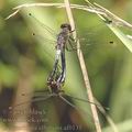 Leucorrhinia_albifrons_af0131