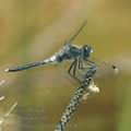 Leucorrhinia_albifrons_af0182