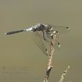 Leucorrhinia_albifrons_af0226