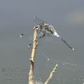 Leucorrhinia_albifrons_af2137