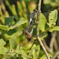 Leucorrhinia_albifrons_bh2185