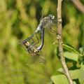 Leucorrhinia_albifrons_bh2189