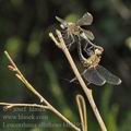 Leucorrhinia_albifrons_bh2195