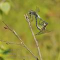 Leucorrhinia_albifrons_bh2200